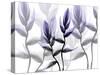 Lavender Heaven 1-Albert Koetsier-Stretched Canvas