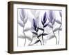 Lavender Heaven 1-Albert Koetsier-Framed Art Print