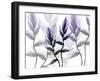 Lavender Heaven 1-Albert Koetsier-Framed Art Print