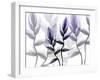Lavender Heaven 1-Albert Koetsier-Framed Art Print