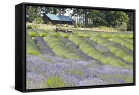 Lavender Hill I-Dana Styber-Framed Stretched Canvas