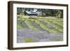 Lavender Hill I-Dana Styber-Framed Photographic Print