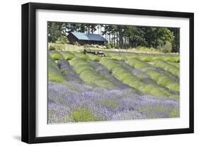 Lavender Hill I-Dana Styber-Framed Photographic Print