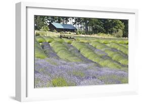 Lavender Hill I-Dana Styber-Framed Photographic Print