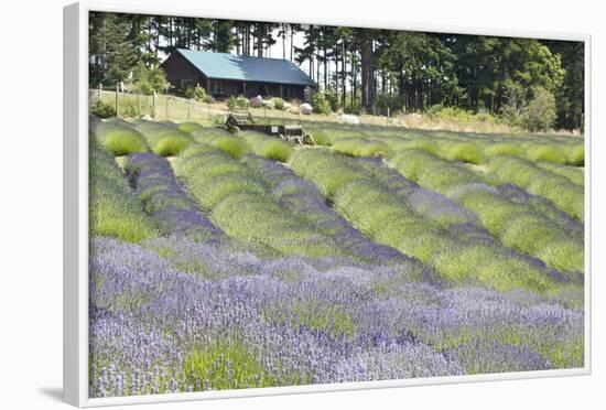 Lavender Hill I-Dana Styber-Framed Photographic Print