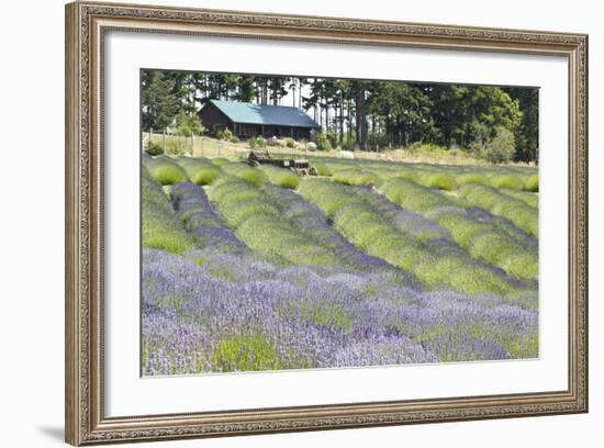 Lavender Hill I-Dana Styber-Framed Photographic Print