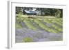 Lavender Hill I-Dana Styber-Framed Photographic Print