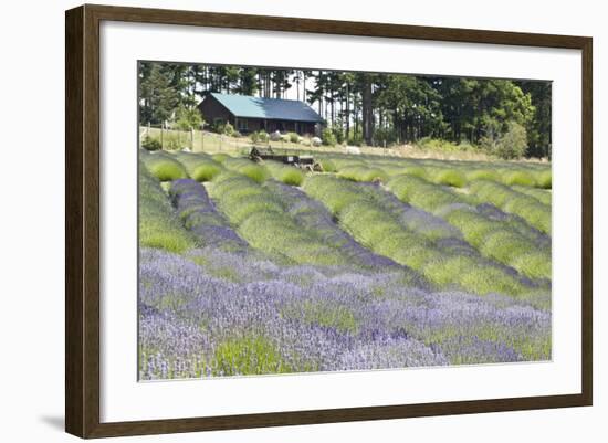 Lavender Hill I-Dana Styber-Framed Photographic Print