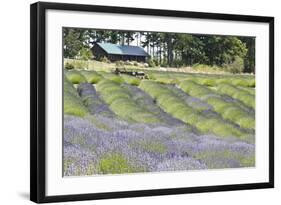 Lavender Hill I-Dana Styber-Framed Photographic Print