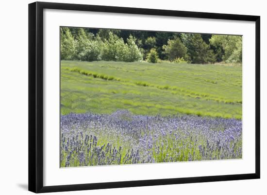 Lavender Hill II-Dana Styber-Framed Photographic Print