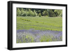 Lavender Hill II-Dana Styber-Framed Photographic Print