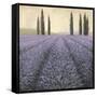 Lavender Horizon Detail-James Wiens-Framed Stretched Canvas