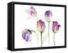 Lavender Hues Tulips II-Lanie Loreth-Framed Stretched Canvas