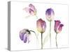 Lavender Hues Tulips II-Lanie Loreth-Stretched Canvas