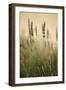 Lavender I-Karyn Millet-Framed Photographic Print