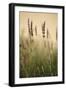 Lavender I-Karyn Millet-Framed Photographic Print