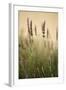 Lavender I-Karyn Millet-Framed Photographic Print