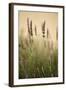 Lavender I-Karyn Millet-Framed Photographic Print