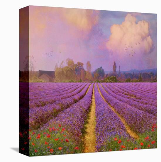 Lavender II-Chris Vest-Stretched Canvas