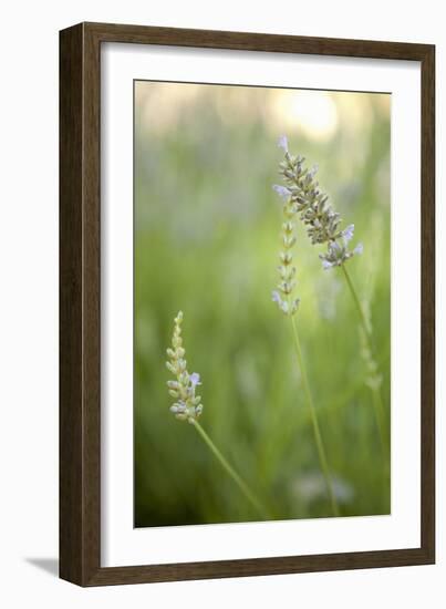 Lavender II-Karyn Millet-Framed Photographic Print