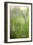 Lavender II-Karyn Millet-Framed Photographic Print