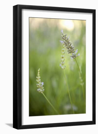 Lavender II-Karyn Millet-Framed Photographic Print