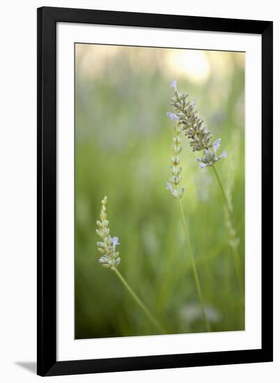 Lavender II-Karyn Millet-Framed Photographic Print