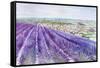 Lavender II-Li Bo-Framed Stretched Canvas