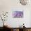 Lavender III-Li Bo-Giclee Print displayed on a wall