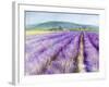 Lavender III-Li Bo-Framed Giclee Print