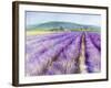 Lavender III-Li Bo-Framed Giclee Print