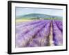 Lavender III-Li Bo-Framed Giclee Print