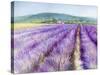 Lavender III-Li Bo-Stretched Canvas