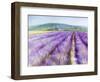 Lavender III-Li Bo-Framed Giclee Print