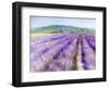 Lavender III-Li Bo-Framed Giclee Print