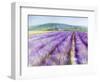 Lavender III-Li Bo-Framed Giclee Print