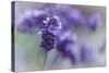 Lavender in the Backyard, Keizer, Oregon, USA-Rick A Brown-Stretched Canvas