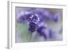 Lavender in the Backyard, Keizer, Oregon, USA-Rick A Brown-Framed Photographic Print