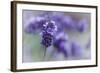 Lavender in the Backyard, Keizer, Oregon, USA-Rick A Brown-Framed Photographic Print