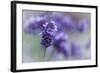 Lavender in the Backyard, Keizer, Oregon, USA-Rick A Brown-Framed Photographic Print