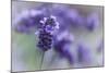 Lavender in the Backyard, Keizer, Oregon, USA-Rick A Brown-Mounted Photographic Print