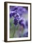 Lavender in the Backyard, Keizer, Oregon, USA-Rick A Brown-Framed Photographic Print