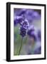 Lavender in the Backyard, Keizer, Oregon, USA-Rick A Brown-Framed Photographic Print