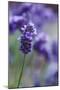 Lavender in the Backyard, Keizer, Oregon, USA-Rick A Brown-Mounted Photographic Print