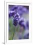 Lavender in the Backyard, Keizer, Oregon, USA-Rick A Brown-Framed Photographic Print