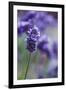 Lavender in the Backyard, Keizer, Oregon, USA-Rick A Brown-Framed Photographic Print