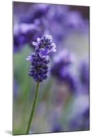 Lavender in the Backyard, Keizer, Oregon, USA-Rick A Brown-Mounted Photographic Print