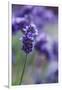 Lavender in the Backyard, Keizer, Oregon, USA-Rick A Brown-Framed Photographic Print