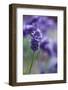 Lavender in the Backyard, Keizer, Oregon, USA-Rick A Brown-Framed Photographic Print