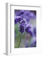 Lavender in the Backyard, Keizer, Oregon, USA-Rick A Brown-Framed Photographic Print
